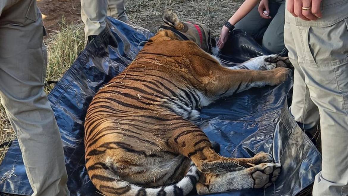 Relocating Big Cats from the Ubuntu Wildlife Sanctuary