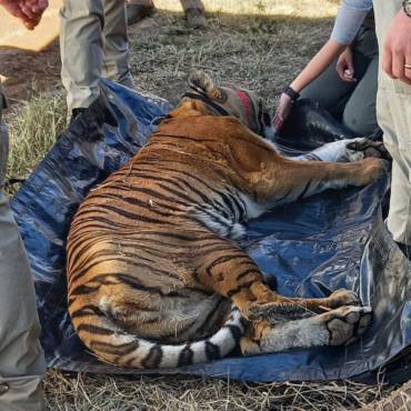 Relocating Big Cats from the Ubuntu Wildlife Sanctuary