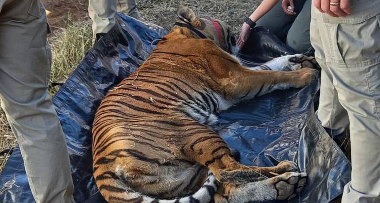 Relocating Big Cats from the Ubuntu Wildlife Sanctuary